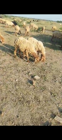 ઘેટાં વેચવાના છે