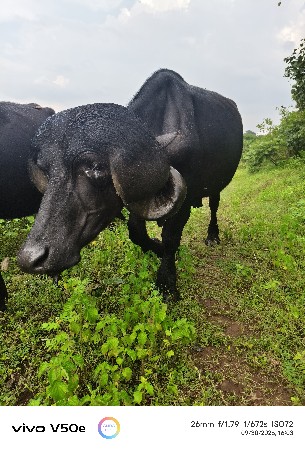 બે દાતે પાડો ફટી ગયલે
