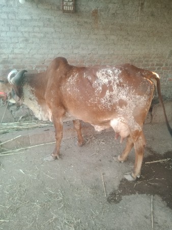 ગાય વેચવાની છે