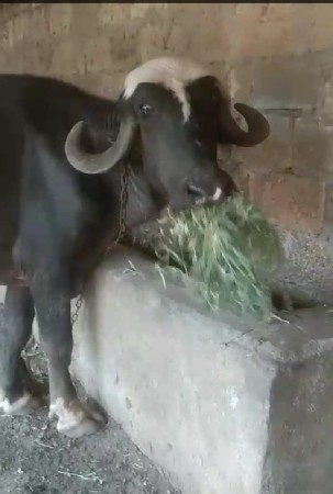 ખડાય વેચવાની છે