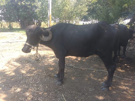 બે પાડ્યુ વેચવાની છે