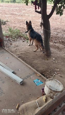 કૂતરો વેચવાનો છે જર્મન શેફર્ડ