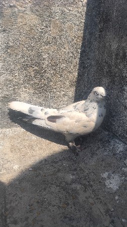કબુતર વેચવાનું છે