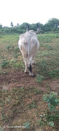 બળદ વેચવાના છે