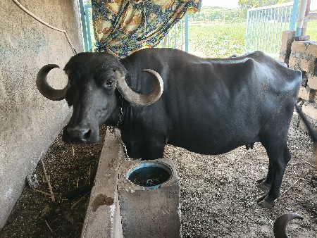 ભેંસ વેચવાની છે