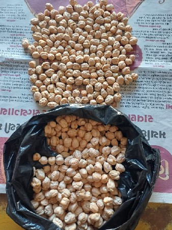 ચણા નું બિયારણ