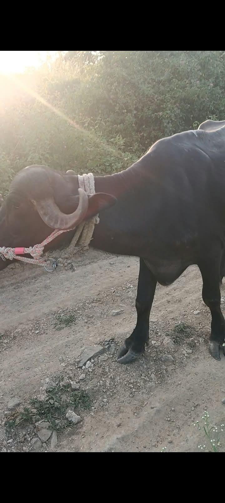 પેલુ વેતર....3/4 દિવસની કાચી...