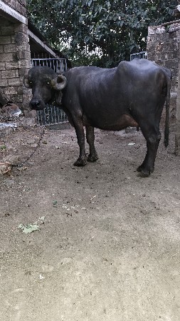 પેલું વેતર ખડેલી વેચવાની છે