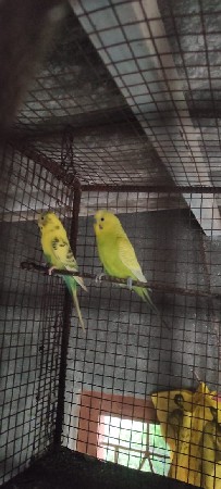 બજરી વેચવાના છે