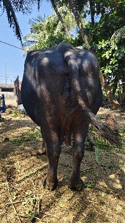 વેચવાની છે