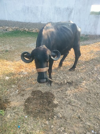 khadeli vechavani che