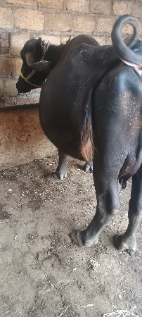 બધી જવાબદારી
