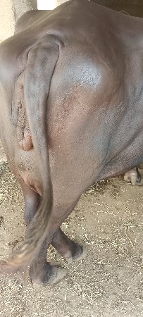 ભેંસ વેચવાની છે