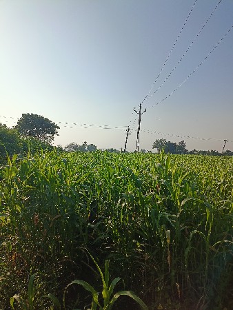 જુવાર