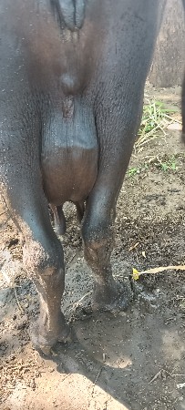 ભેંસ વેચવાની છે