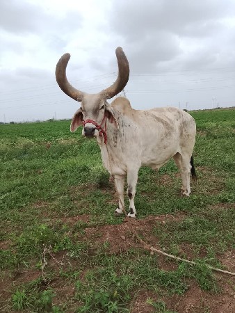 બળદ આપવાના છે