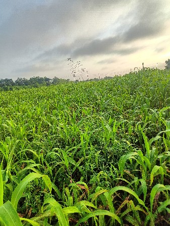જુવાર વેચવાની છે ઉથરી ૨ વિધા