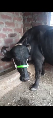 પેલી વેતરી ખડેલી વેચવાની છે