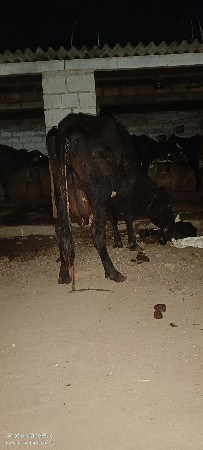 ગાય.વેચવાની.છે