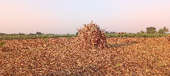 મીઠી જુવારનો સારો વેસાવશે
