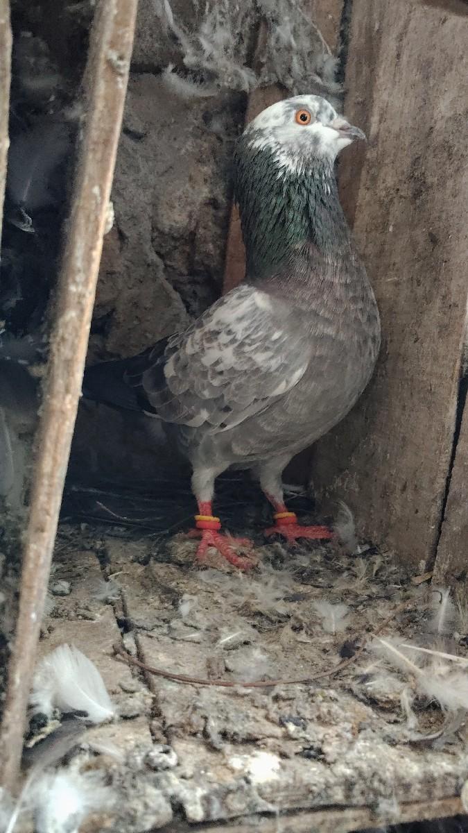 કબૂતર વેચવાના છે