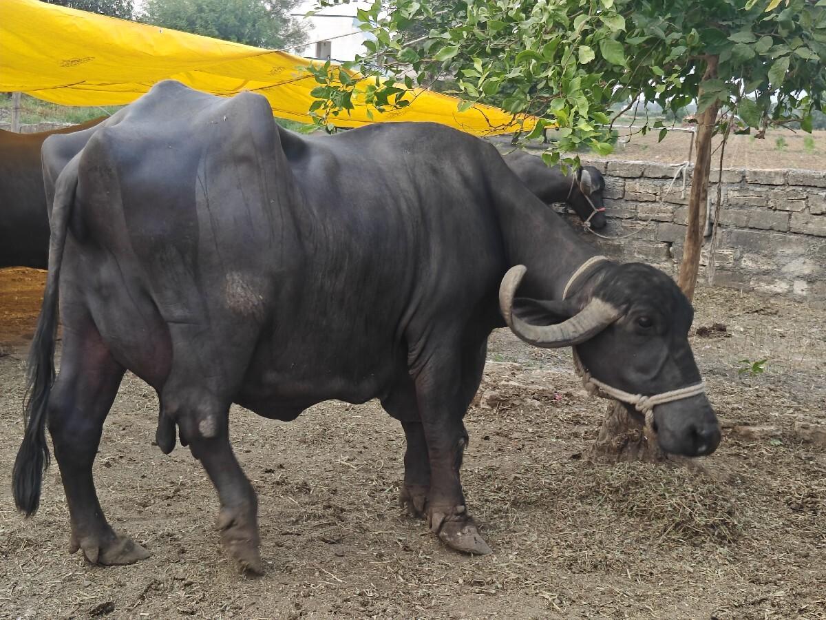 ભેંસ વેચવાની છે