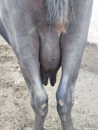ભેંસ વેચવાની છે