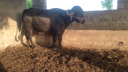 મેરૂ સાગણ ઓડેદરા
