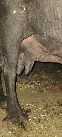 ભેંસ વેચવાની છે