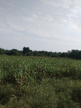 જુવારનો ચારો વેચવાનો છે