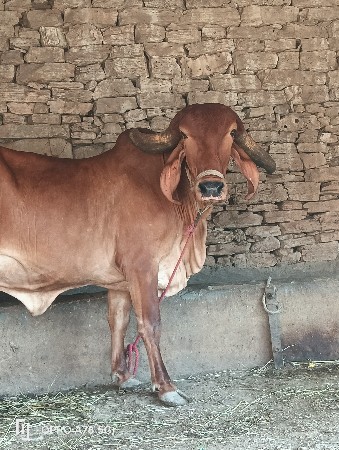 ગીર ગાય વેચવાની છે