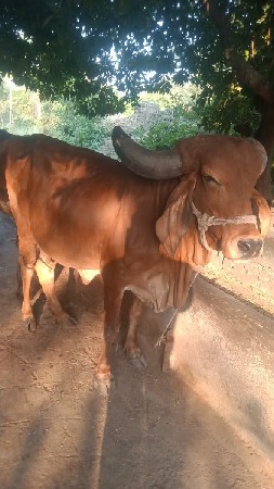 પહેલા વેતરનુ ઓડકુ