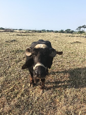 ભેસ‌ વેચવા ની છે