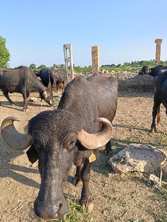 3 ભેંસ સે