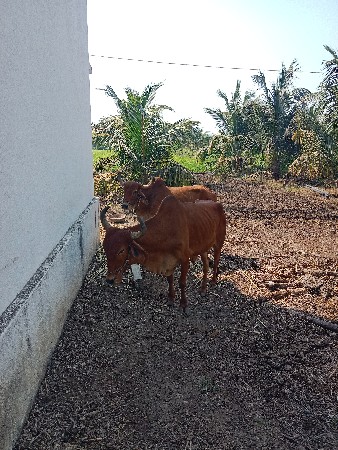 ગોઢલા વેચવાના છે