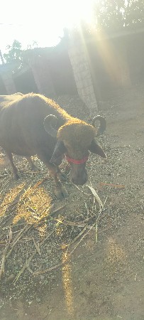 ભેંસ વેચવાની છે