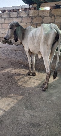 લીલડી