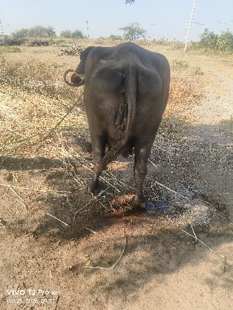 વેચવા નું છે