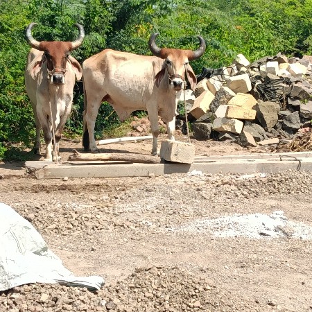 બળદ વેચવાના છે
