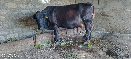 ગાય વેચવા ની છે