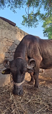 ભેંસ વેચવાની છે