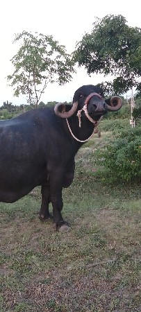 આ ભેસ વેચવાની છે
