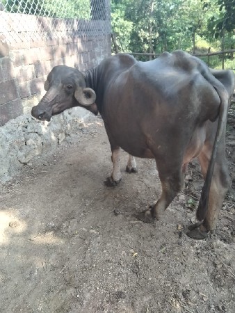 4.  ભેશું વેચવાની છે
