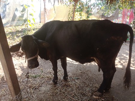 જરચીગાયવેશવાનીછે