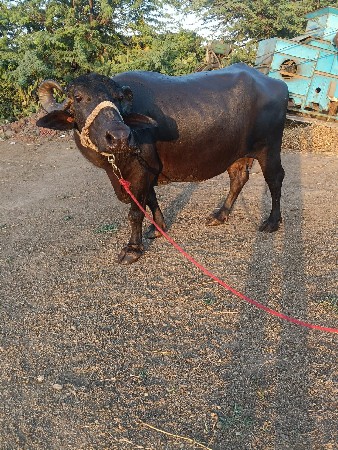 ભેંસ વેચવાની છે