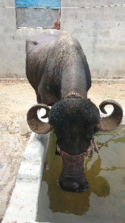 ભેંસ વેચવાની છે