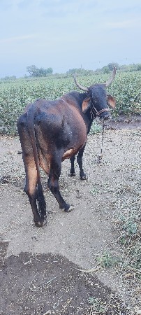 ગિર ક્રોસ ગાય આપવાની છે