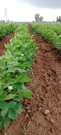 10  વીઘા જમીન વેસવાની સે