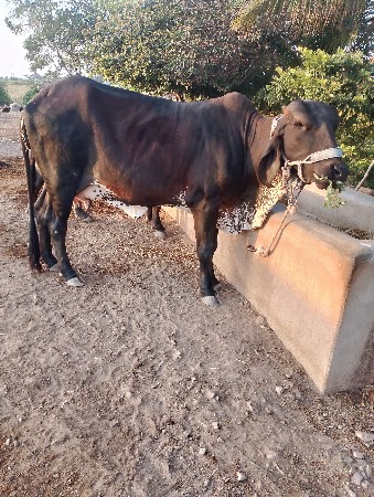 જર્સી.  ગાય વેચવાની છે