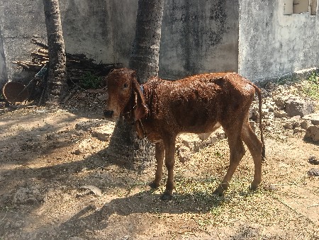 ગીર વાસડી વેસવા ની છે